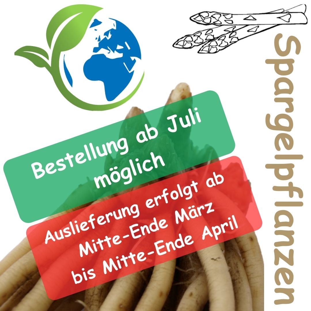 Spargelpflanze Prius - weiße Spargelpflanze (sehr früh) - Auslieferung