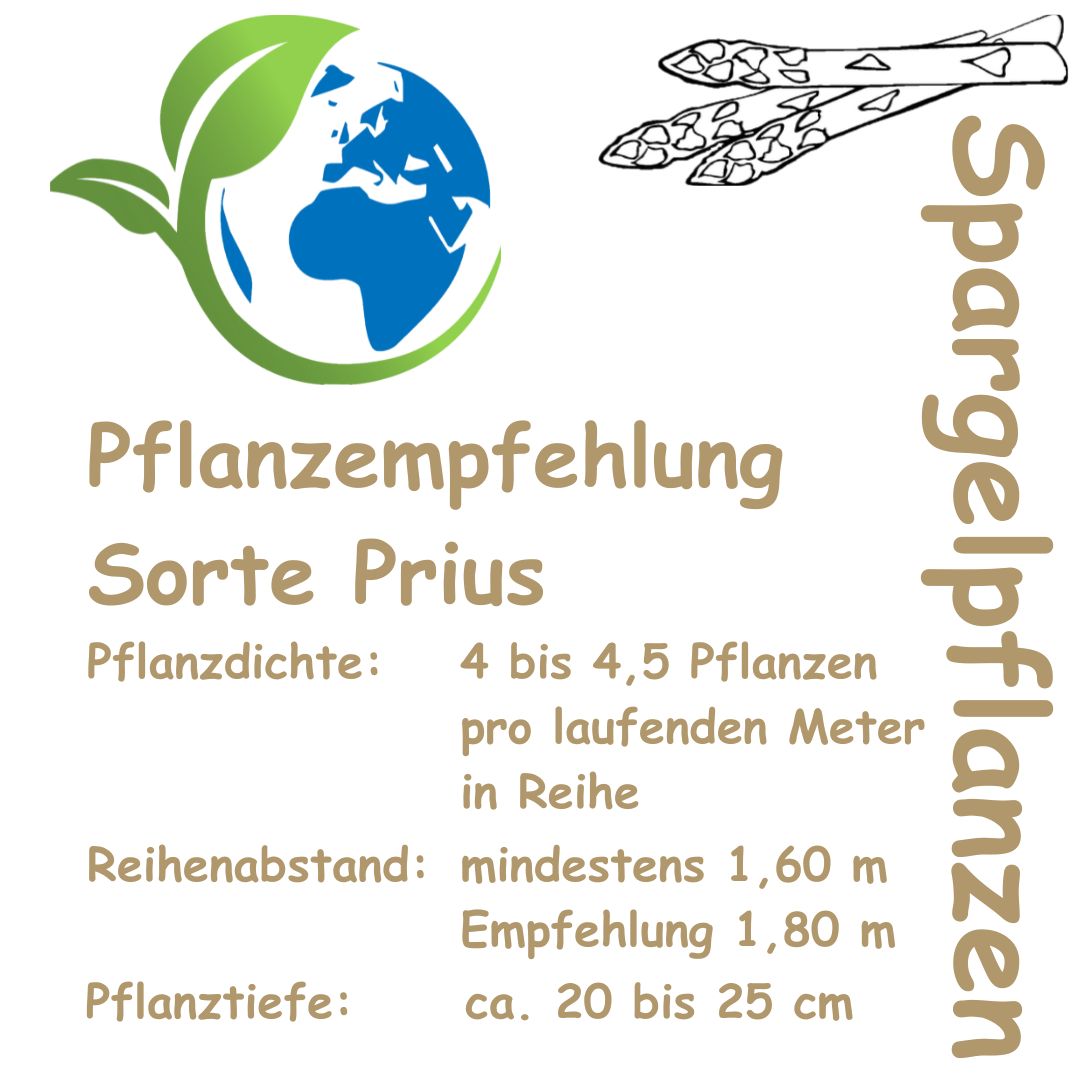 Prius (Klasse A+) - weiße Spargelpflanze (sehr früh)