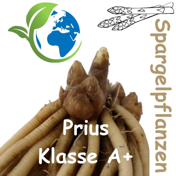 Spargelpflanzen kaufen - sehr frühe Sorte