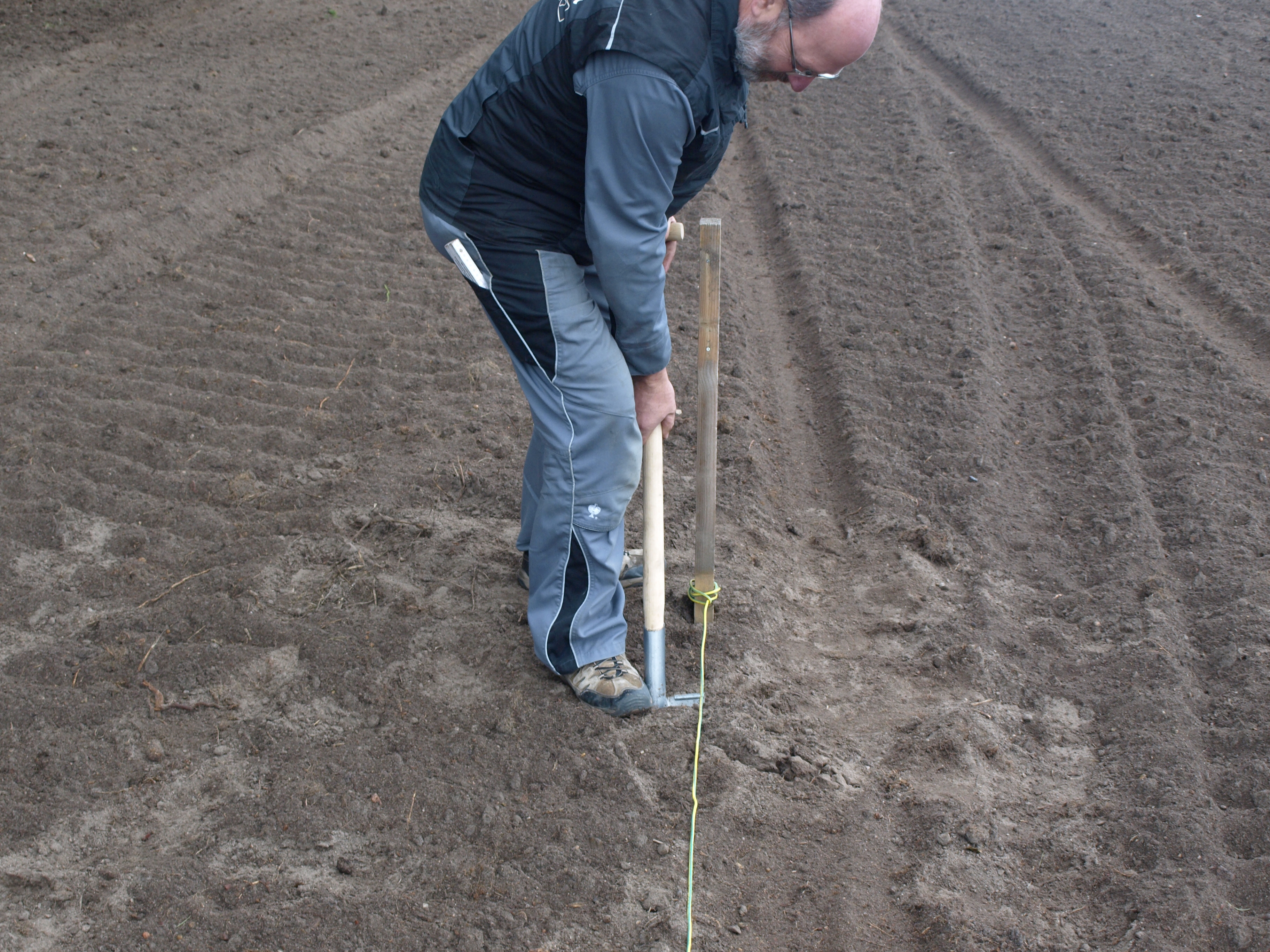 Spargel-pflanzen-Schritt-1