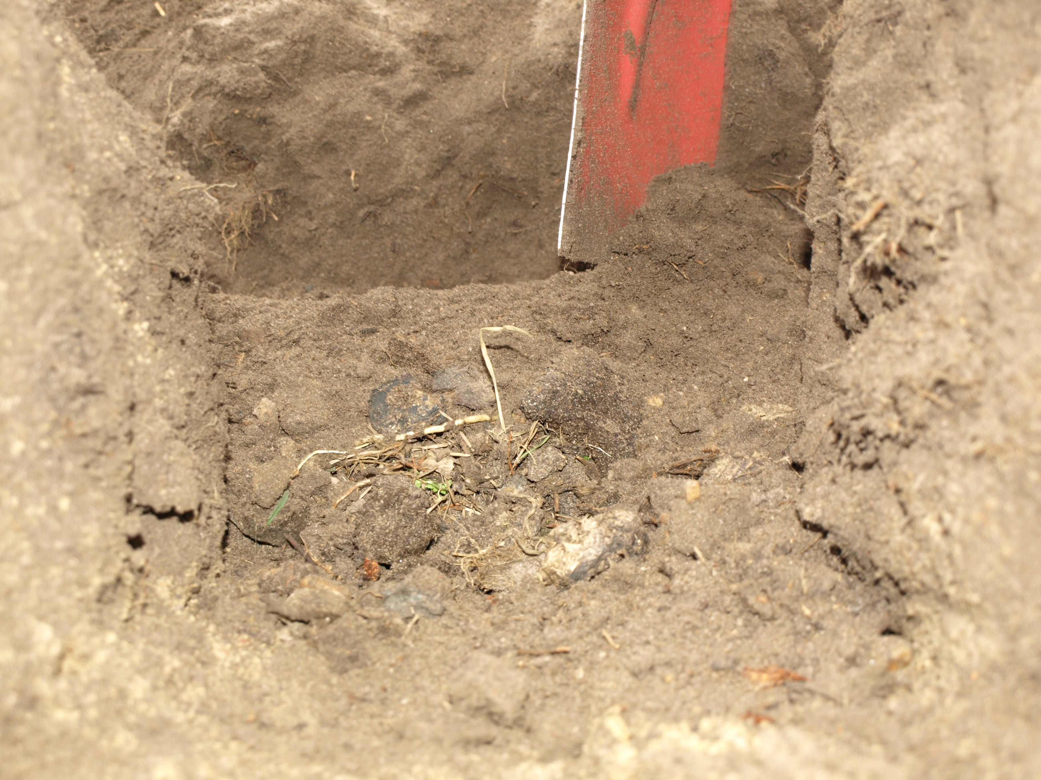 Spargel-pflanzen-Schritt-5