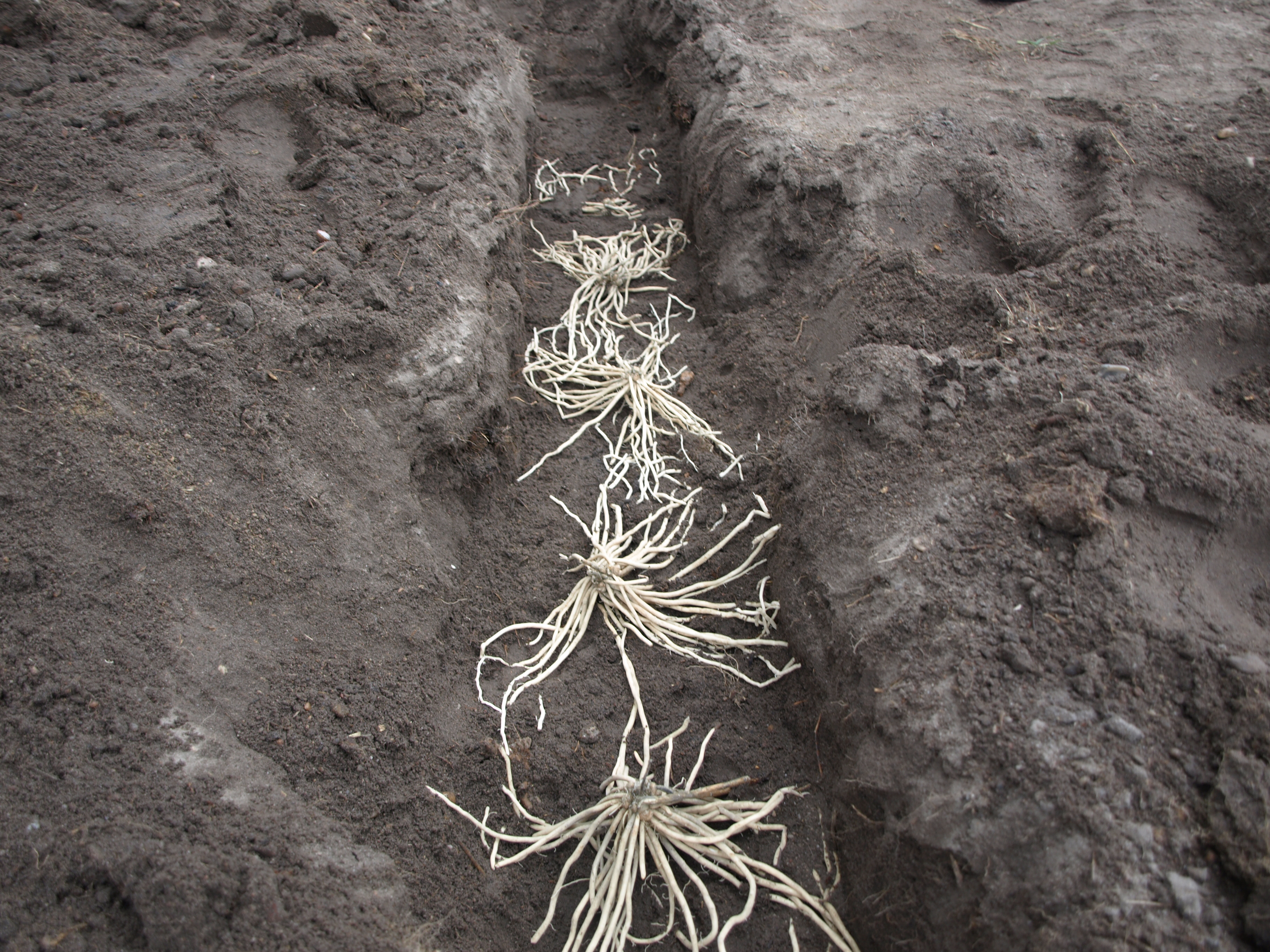 Spargel-pflanzen-Schritt-7