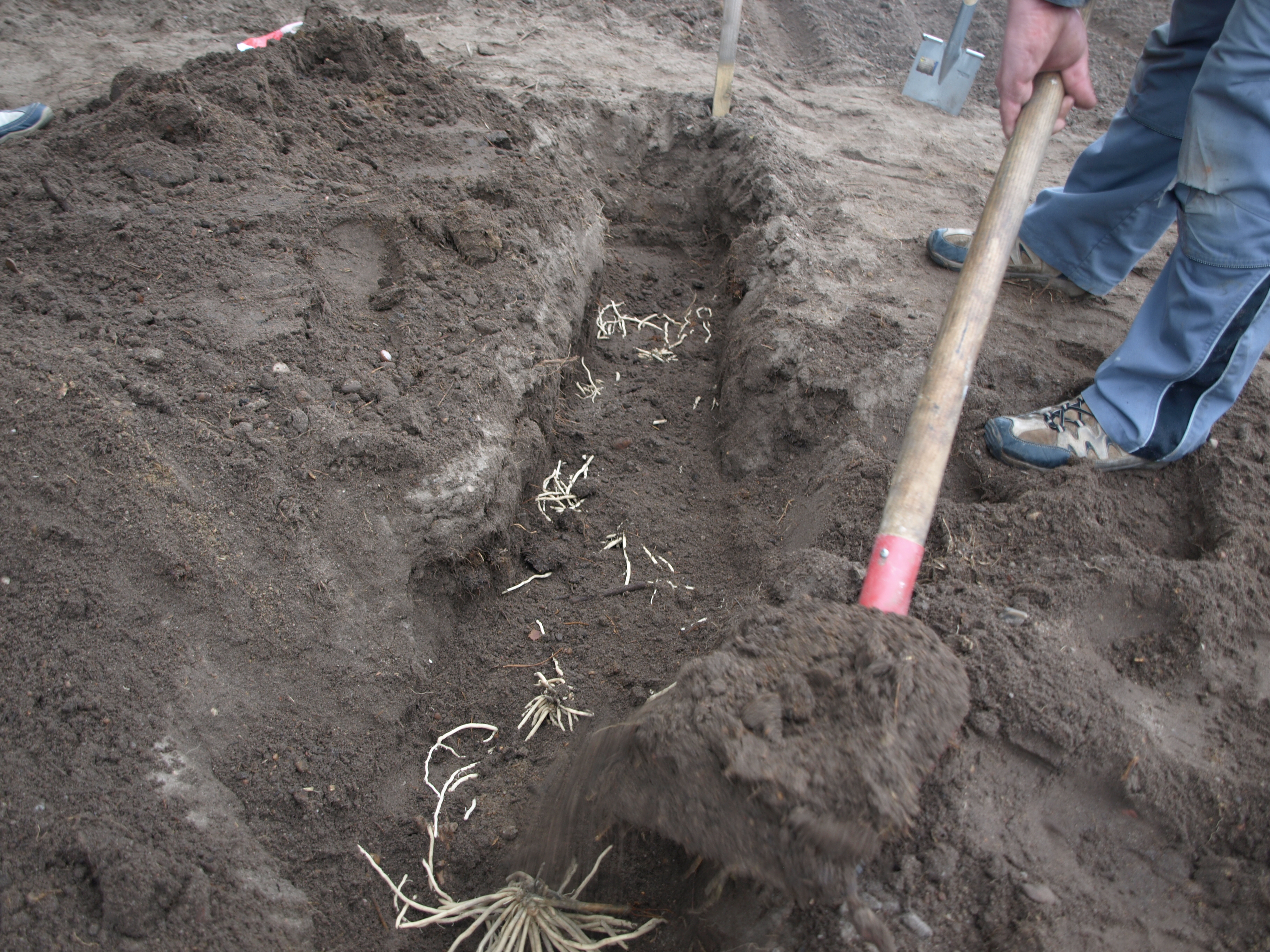 Spargel-pflanzen-Schritt-8