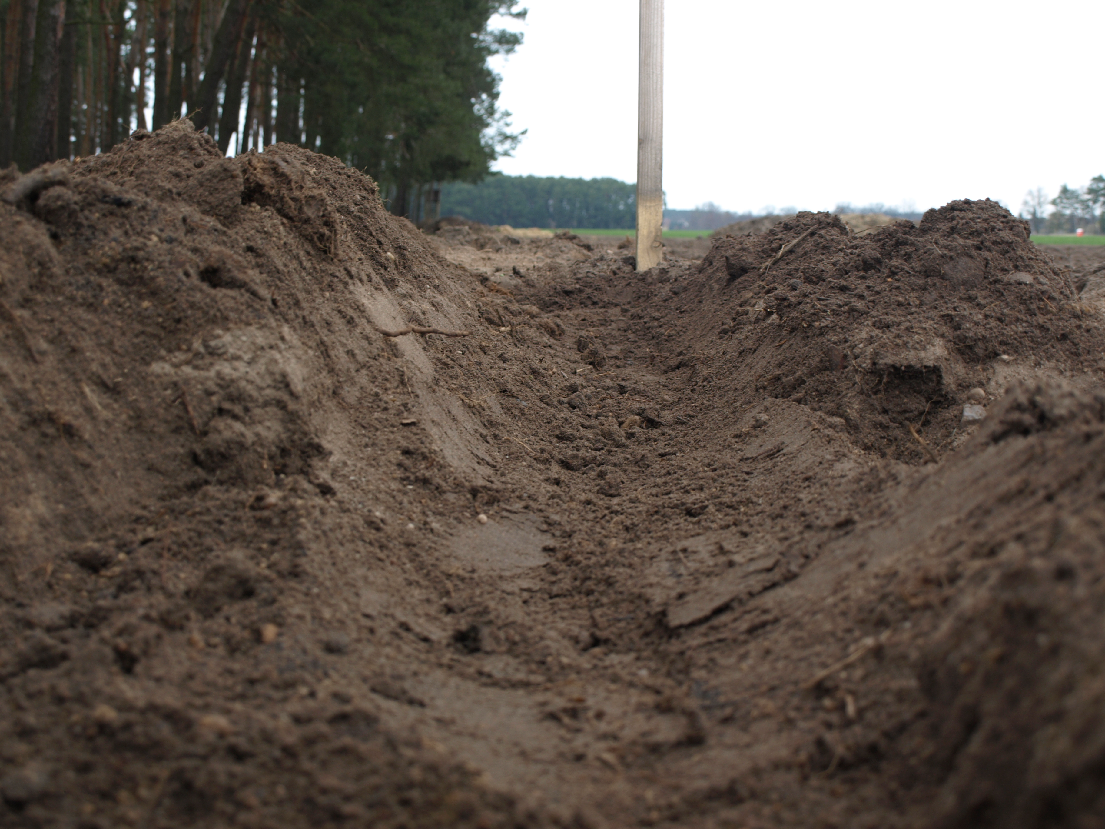 Spargel-pflanzen-Schritt-9