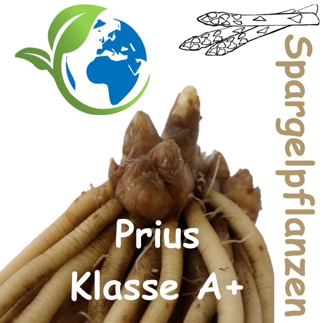 Spargelpflanze Prius